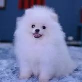 ポメラニアン【埼玉県・女の子・2024年7月30日・クリーム】の写真1