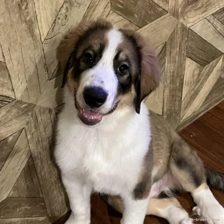 ID:2209-05022の子犬