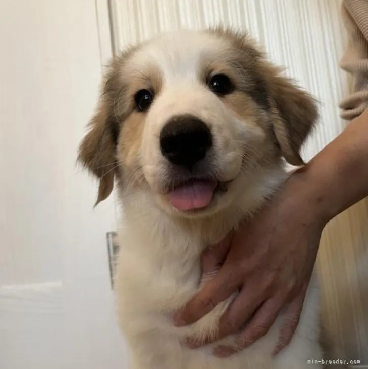 ID：2209-05029の子犬