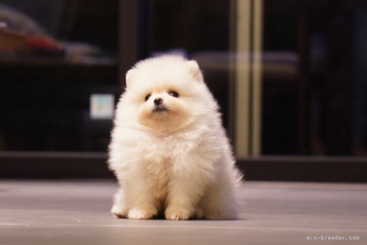 篠原　真衣子(しのはら　まいこ)ブリーダー(長野県・柴犬など・JKC/KC登録)の紹介写真3