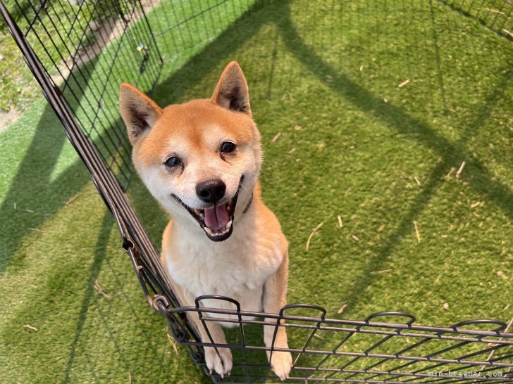 親犬のわんちゃん達です💕｜篠原　真衣子(しのはら　まいこ)ブリーダー(長野県・柴犬など・JKC/KC登録)の紹介写真4