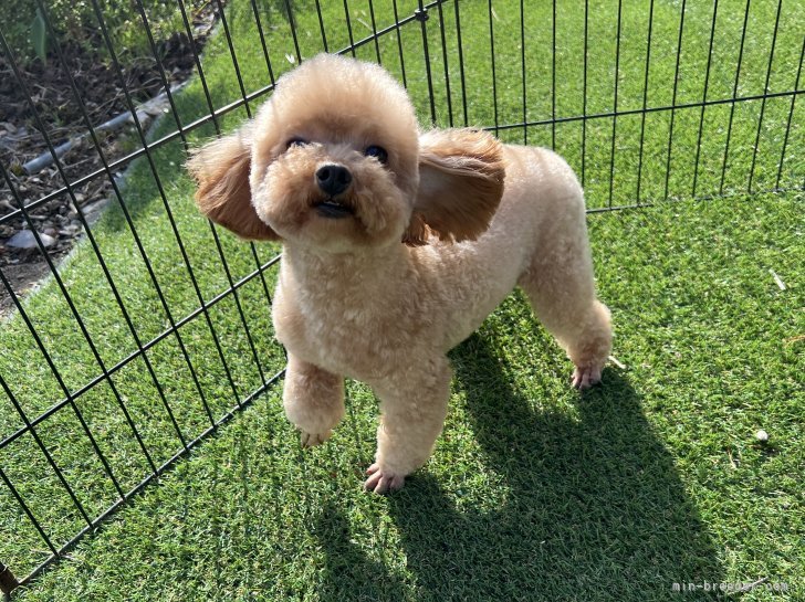 親犬のわんちゃん達です💕｜篠原　真衣子(しのはら　まいこ)ブリーダー(長野県・柴犬など・JKC/KC登録)の紹介写真7