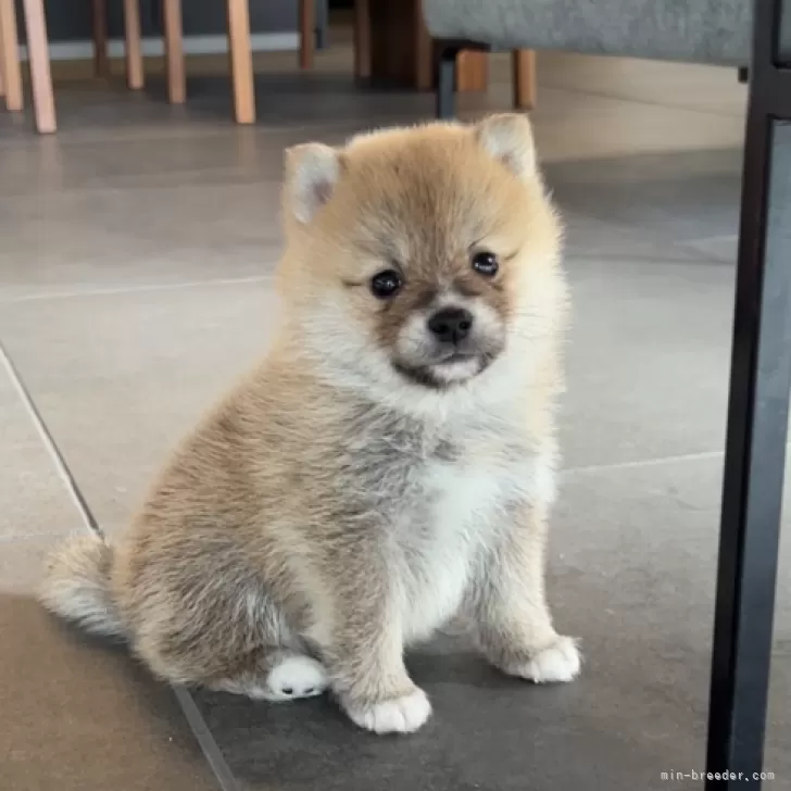 ぽんた 様のお迎えした子犬