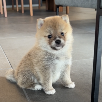 ポメ豆(豆柴×ポメラニアン)【長野県・男の子・2025年7月21日・赤】の写真「ベビーフェイスな男の子🍼」