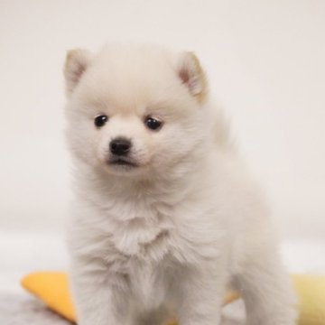 【長野県・男の子・2025年4月15日・白】の写真「兄弟犬も掲載中です✨」