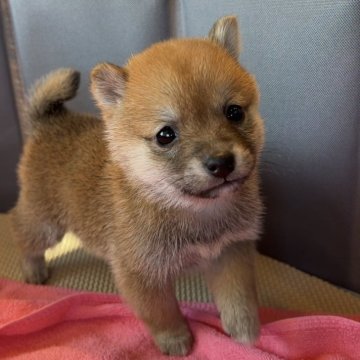 豆柴【長野県・女の子・2025年9月23日・赤】の写真「とっても小さな女の子です🎀」