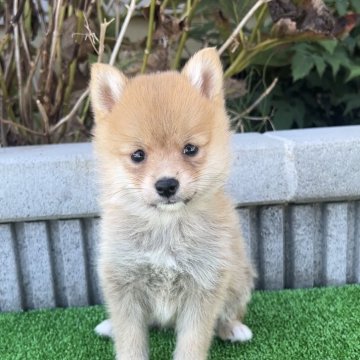 ポメ豆(豆柴×ポメラニアン)【長野県・男の子・2025年7月21日・赤】の写真「ベビーフェイスな男の子🍼」