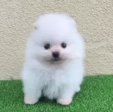 ポメラニアン