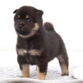 柴犬(豆柴)
