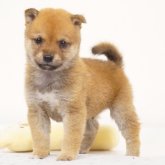 柴犬(豆柴)