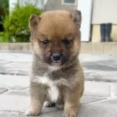 豆柴