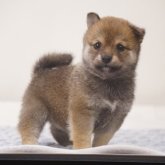 柴犬(豆柴)