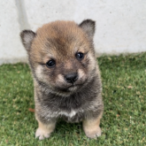 柴犬(豆柴)