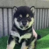 豆柴