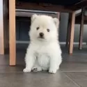 ポメ豆(ポメラニアン×豆柴)【長野県・男の子・2025年9月7日・白】の写真2