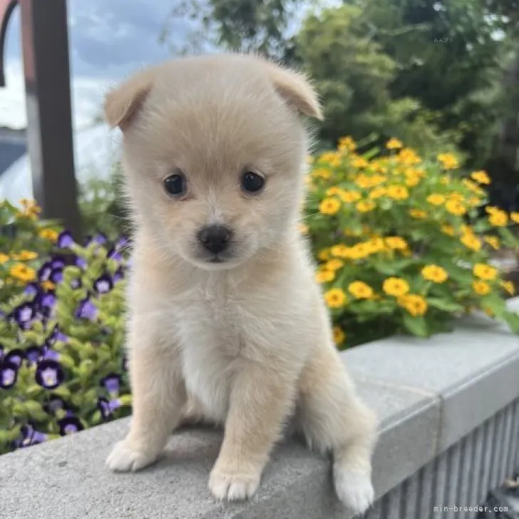 ID:2309-03435の子犬
