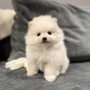 ポメラニアン【長野県・女の子・2022年12月12日・クリーム】の写真「可愛いお顔の女の子💕」