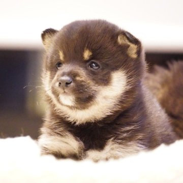柴犬(豆柴)【長野県・女の子・2024年4月7日・黒】の写真「つぶらな瞳の女の子🧸」