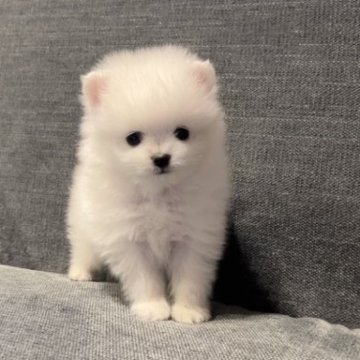 ポメラニアン【長野県・男の子・2023年4月10日・ホワイト】の写真「小さな男の子🧸」