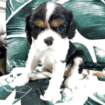 キャバリア【福岡県・女の子・2025年8月8日・トライ】の写真「優しい性格でキュートな女の子です」