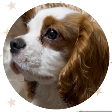 キャバリア【福岡県・男の子・2025年8月8日・ブレンハイム】の写真「元気いっぱいイケメンボーイ」