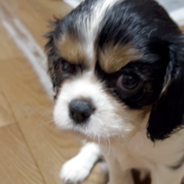 キャバリア【福岡県・女の子・2025年8月8日・トライ】の写真「優しい性格でキュートな女の子です」