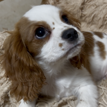 キャバリア【福岡県・男の子・2025年8月8日・ブレンハイム】の写真「ミニサイズだけど元気な男の子です」