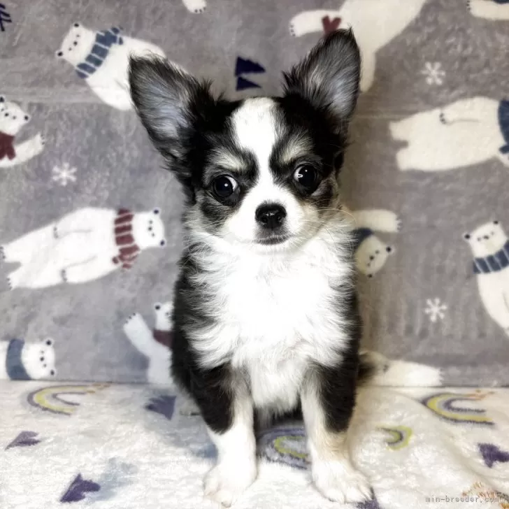 T.N 様のお迎えした子犬