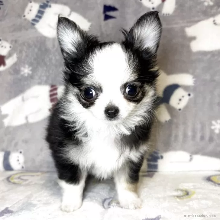 小春 様のお迎えした子犬