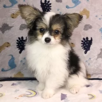 ☆たまにゃ様パネル☆パピヨン☆パグ☆チワワ ハンカチ受付 たまにゃ様パネル☆パグ☆パピヨン☆ ハンカチ受付