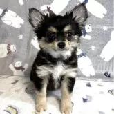 チワワ(ロング)【千葉県・男の子・2025年3月18日・ブラックタン】の写真1