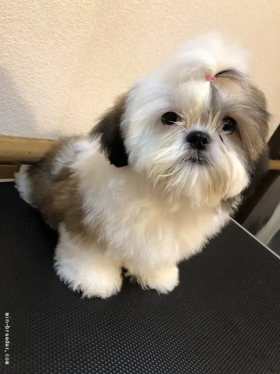 ID：1904-02361の子犬