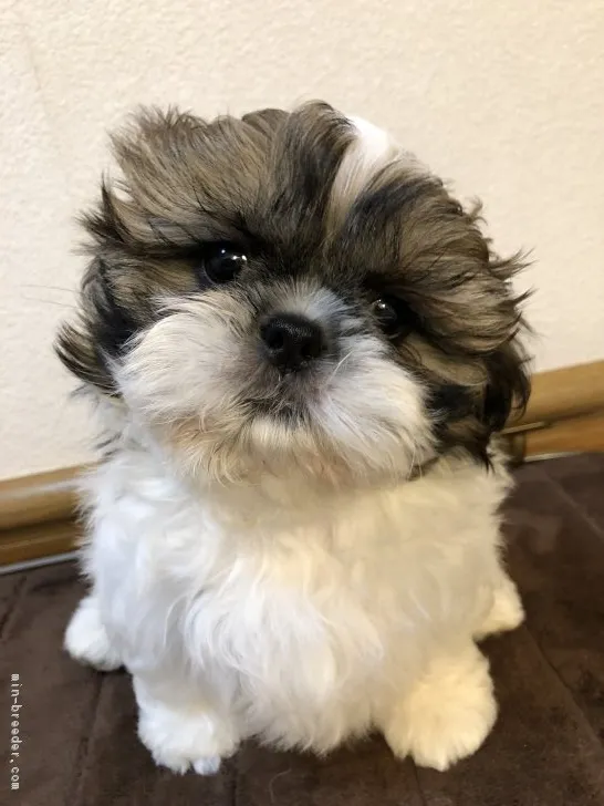 ID：1901-00422の子犬