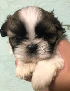ID:2006-01344の子犬