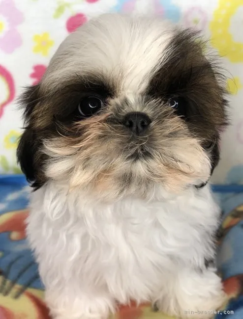 ID:2112-02862の子犬