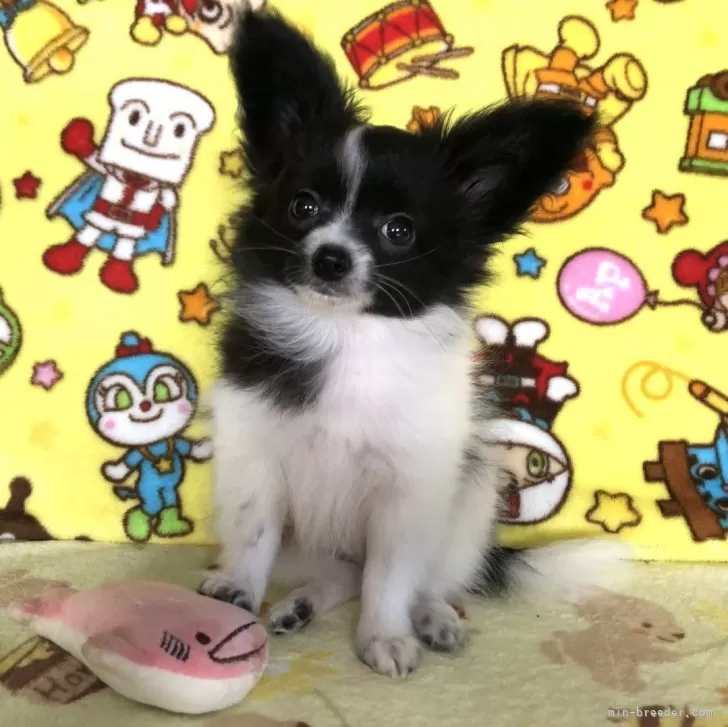 ID:2409-02124の子犬