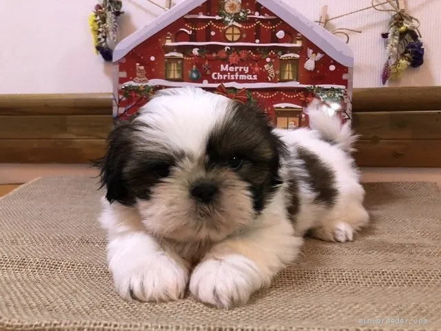 ID:1911-01639の子犬