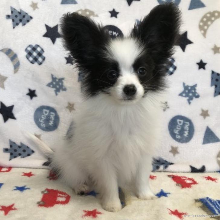 パピヨン【千葉県・男の子・2022年8月21日・ホワイト&ブラック