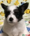 パピヨン【千葉県・女の子・2021年4月3日・トライ】の写真1「5/19」
