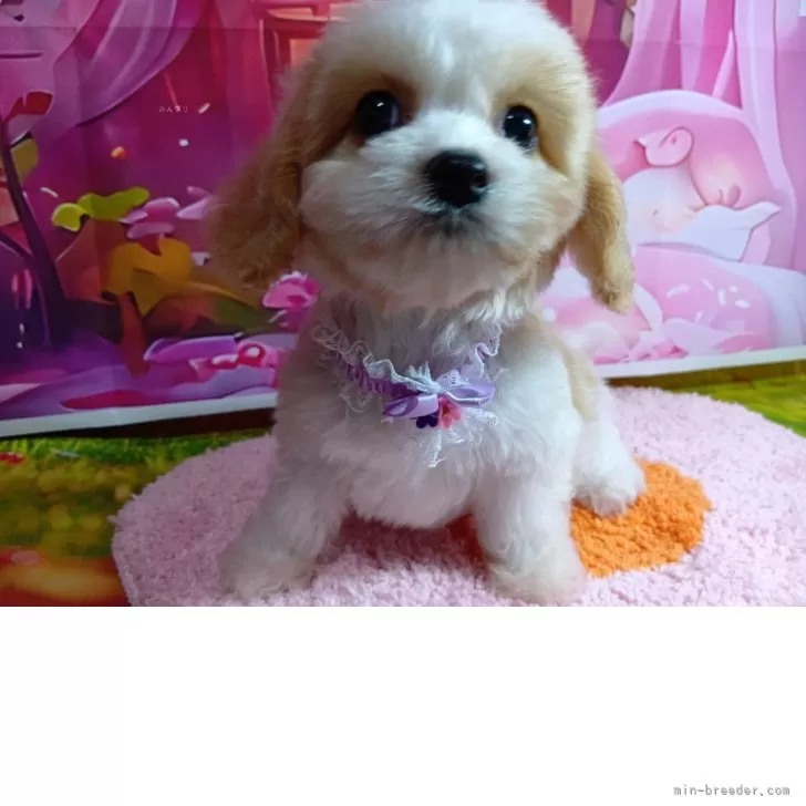 ID：2505-02340の子犬