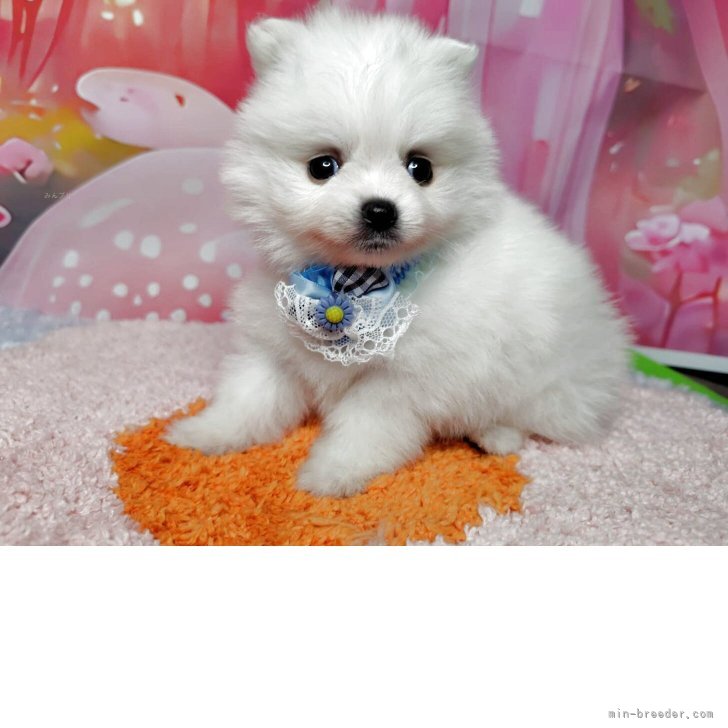 ポメラニアン【神奈川県・男の子・2025年8月30日・クリーム