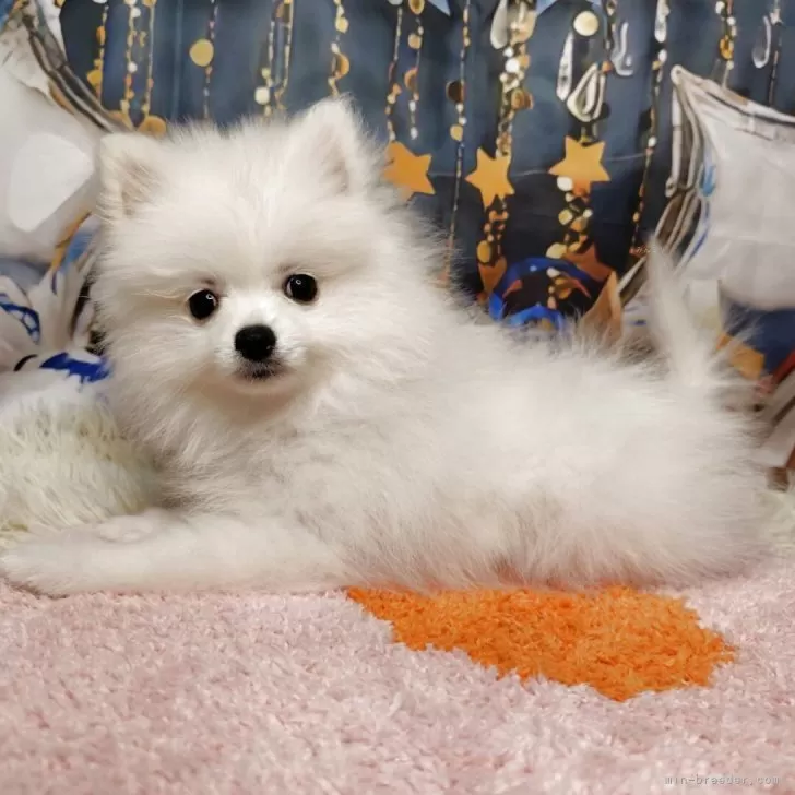 ポメラニアン【神奈川県・男の子・2025年8月30日・クリーム】の写真1「涙やけなし。」