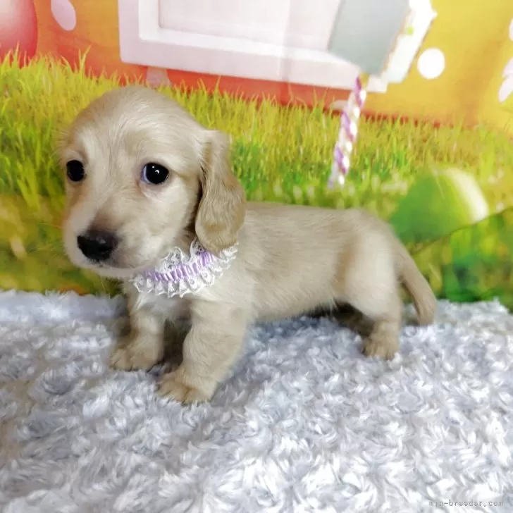 ID：2602-04007の子犬