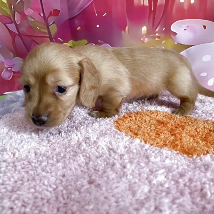 ID:2507-05620の子犬