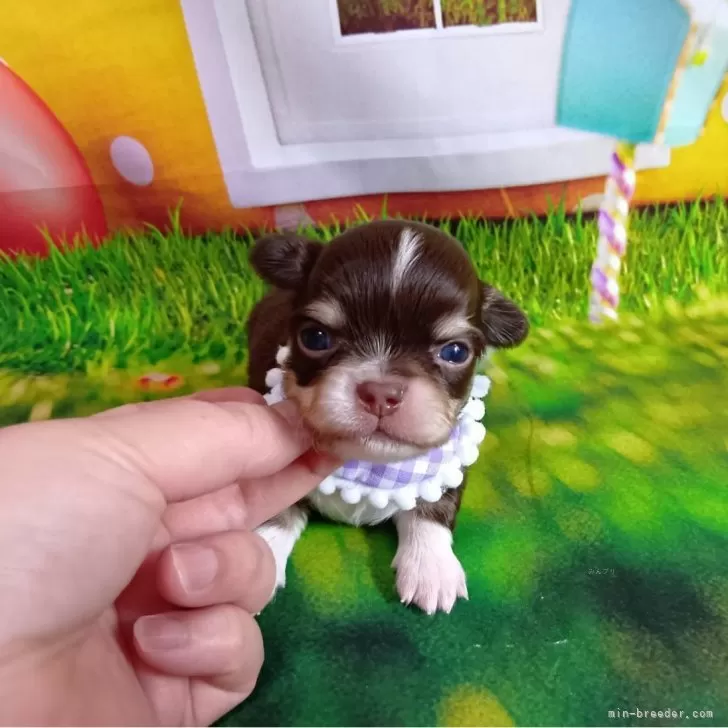 E.N 様のお迎えした子犬