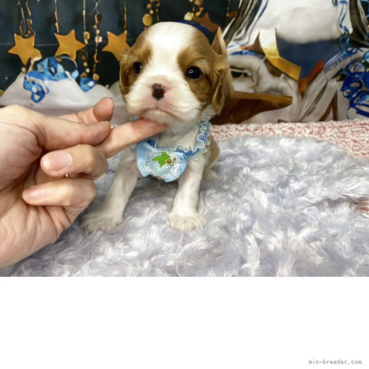 ブリーダー画像