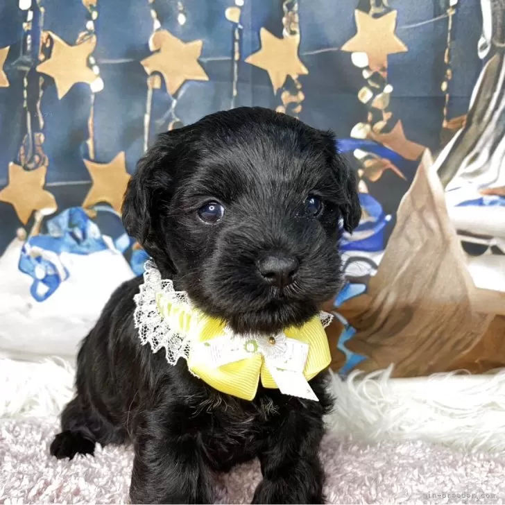 シュナプー(トイプードル×ミニチュアシュナウザー)【神奈川県・女の子・2025年10月23日・黒&amp;ちょっぴり白】の写真1