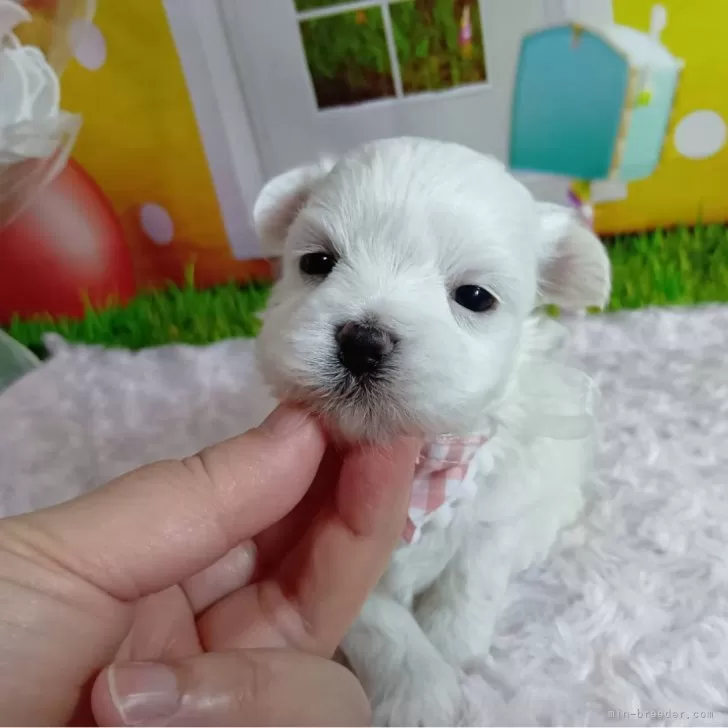 ID：2503-04968の子犬