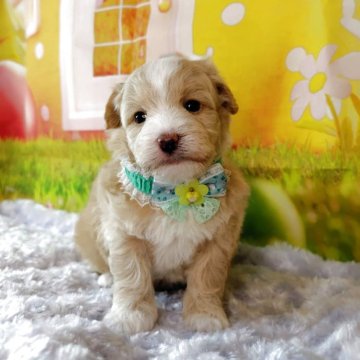 マルプー(マルチーズ×トイプードル)【神奈川県・男の子・2025年11月12日・クリームホワイト】の写真「これから可愛くなるので写真更新も見てね。」