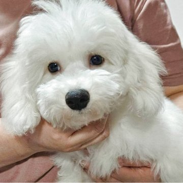 ビションフリーゼ【神奈川県・男の子・2025年1月25日・ホワイト】の写真「ワクチン2回完了健康診断問題無し。」